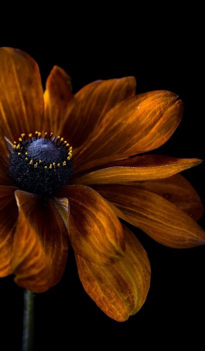 Edição limitada Black-Eyed Susan