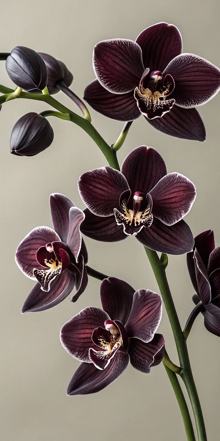 Edição limitada Winter Orchid